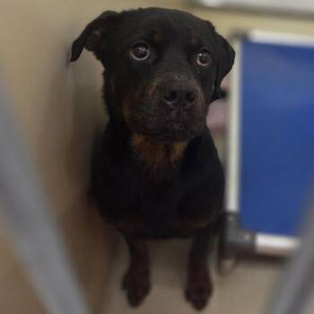 Skyler -  Rottweiler Dog for Adoption in Philadelphia, Pennsylvania - Skyler | PetCurious