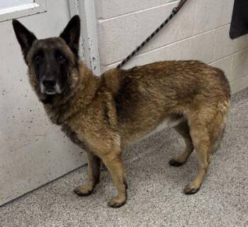 Kenma -  German Shepherd Dog and Mixed Breed Dog for Adoption in Kansas City, Missouri - Kenma | PetCurious