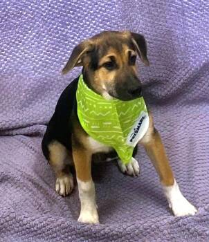 Toast -  Treeing Walker Coonhound and German Shepherd Dog Dog for Adoption in Lodi, California - Toast | PetCurious