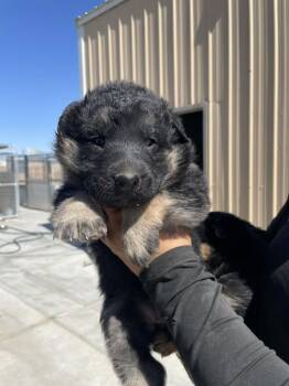 Abby -  German Shepherd Dog Dog for Adoption in Victorville, California - Abby | PetCurious