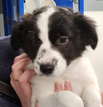 Lollygag -  Mixed Breed Dog for Adoption - Lollygag | PetCurious