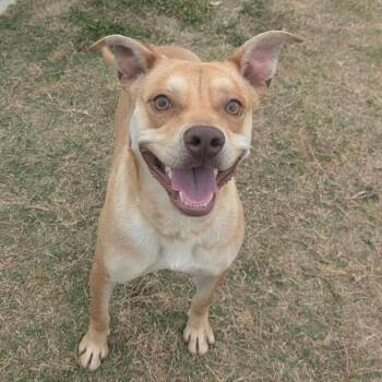 JOHNNY  Available NOW - ADOPTION or RESCUE! -  Mixed Breed Dog Available for Adoption in Nashville, North Carolina - JOHNNY  Available NOW - ADOPTION Or RESCUE! | PetCurious