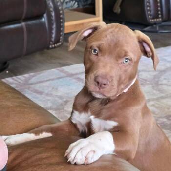 Molly -  Mixed Breed Dog for Adoption in Boone, Iowa - Molly | PetCurious