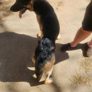 German Shepherd Dog Dogs Available for Adoption - Juneau | PetCurious