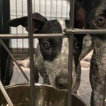 0889-D26 -  Cattle Dog Dog for Adoption in Port Charlotte, Florida - 0889-D26 | PetCurious