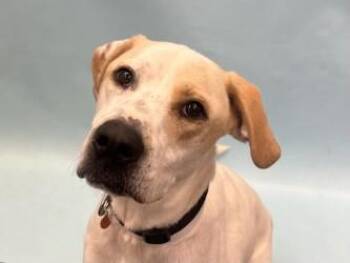 Buddy -  Labrador Retriever and Mixed Breed Dog for Adoption in Golden Valley, Minnesota - Buddy | PetCurious