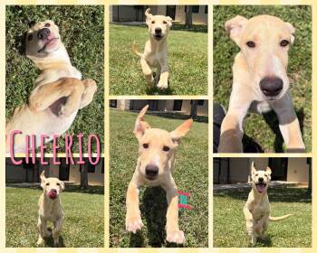 Cheerio -  Labrador Retriever Dog for Adoption in Universal City, Texas - Cheerio | PetCurious
