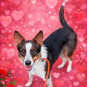 TALTY -  Border Collie Dog for Adoption in Kaufman, Texas - TALTY | PetCurious