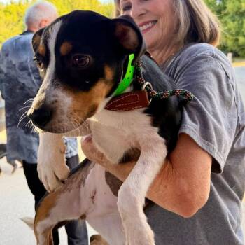 Basil -  Mixed Breed Dog for Adoption in Park Falls, Wisconsin - Basil | PetCurious