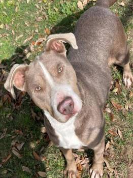 Rescue Pit Bull Terrier and Mixed Breed Dogs for Adoption in Texas City, Texas - OLIVIA | PetCurious