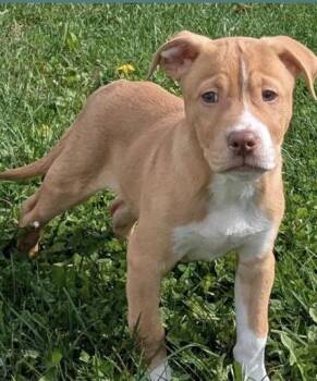Rescue American Staffordshire Terrier Dogs for Adoption in La Grange, Kentucky - WRIGLEY | PetCurious