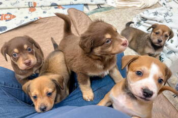 Rescue Hound Dogs for Adoption in Holly Springs, North Carolina - Lambert | PetCurious