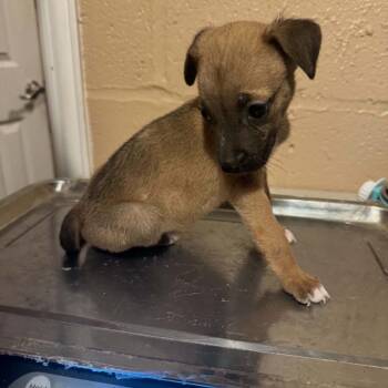 Camden Maine C627 -  Terrier and Chihuahua Dog for Adoption in Allen, Texas - Camden Maine C627 | PetCurious
