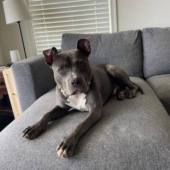 Kobe -  Pit Bull Terrier Dog for Adoption in Harrisonburg, Virginia - Kobe | PetCurious