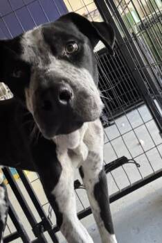 Rescue Pointer Dogs for Adoption in Thousand Oaks, California - Moe -- URGENT! | PetCurious