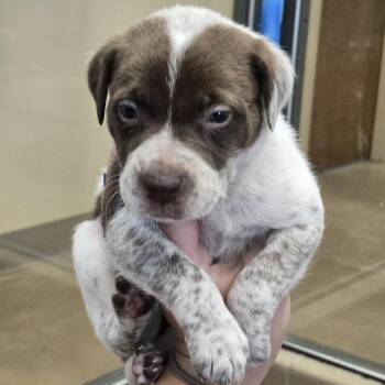 Mixed Breed Dogs Available for Adoption in Wickenburg, Arizona - Babs | PetCurious