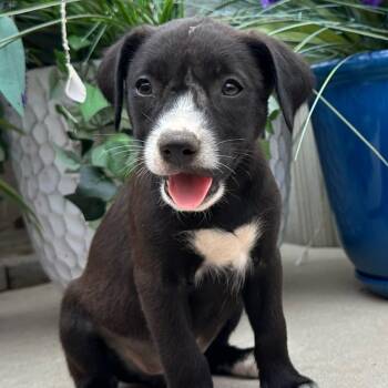 Tootsie Mini -  Husky and Hound Dog for Adoption in Andover, Massachusetts - Tootsie Mini | PetCurious
