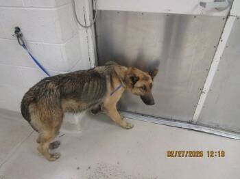 German Shepherd Dog Dogs Available for Adoption - (58) | PetCurious