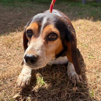 Beagle Dogs Available for Adoption - Silvio | PetCurious