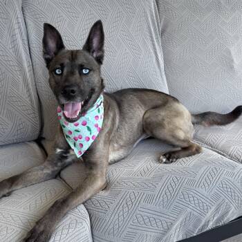 Olive -  Husky Dog for Adoption in Martinez, California - Olive | PetCurious