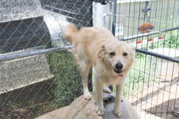 Rescue Australian Shepherd Dogs for Adoption in Saint George, South Carolina - Twinkie | PetCurious