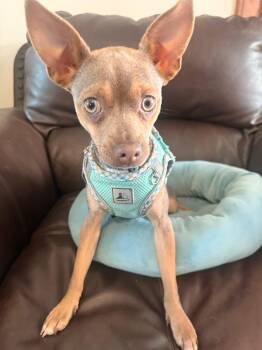Chihuahua Dogs Available for Adoption in Manhattan, Kansas - Indy | PetCurious