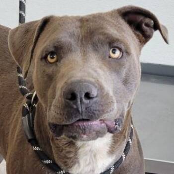K9 -  Mixed Breed Dog for Adoption in Las Cruces, New Mexico - K9 | PetCurious