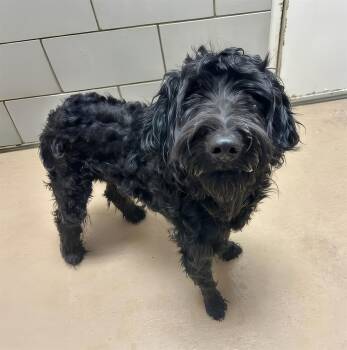 Max -  Mixed Breed Dog for Adoption in Nashville, Tennessee - Max | PetCurious