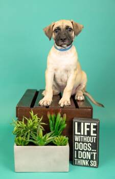 633-26 -  Shepherd Dog for Adoption in Brighton, Colorado - 633-26 | PetCurious