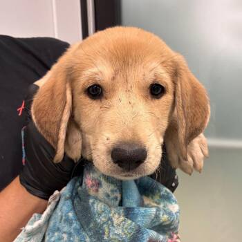 Aang -  Great Pyrenees and Mixed Breed Dog for Adoption in Abilene, Texas - Aang | PetCurious