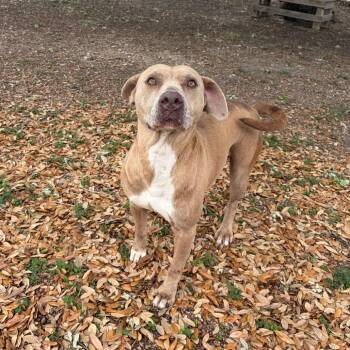 Mama -  American Staffordshire Terrier and Mixed Breed Dog for Adoption in Corpus Christi, Texas - Mama | PetCurious