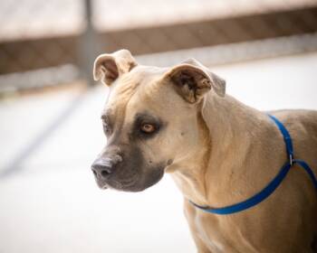 Rescue Shepherd and Pit Bull Terrier Dogs for Adoption in Twentynine Palms, California - Franny | PetCurious