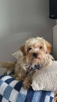 Elmer -  Shih Tzu Dog for Adoption in Grand Forks, North Dakota - Elmer | PetCurious