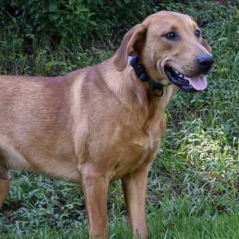 Tayto SCAS -  Redbone Coonhound and Mixed Breed Dog for Adoption in Rockaway, New Jersey - Tayto SCAS | PetCurious