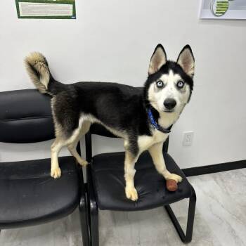 Husky and Mixed Breed Dogs Available for Adoption - Finnegan | PetCurious