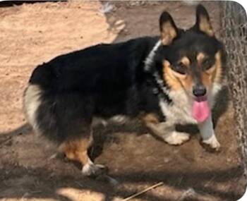 Rescue Corgi Dogs for Adoption in Oklahoma City, Oklahoma - Colonel Mustard | PetCurious