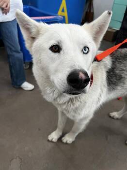 Mixed Breed Dogs Available for Adoption in Dallas, Texas - EMIR | PetCurious