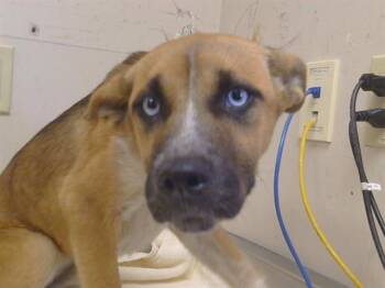 LEANNE -  German Shepherd Dog and Mixed Breed Dog for Adoption in Sacramento, California - LEANNE | PetCurious