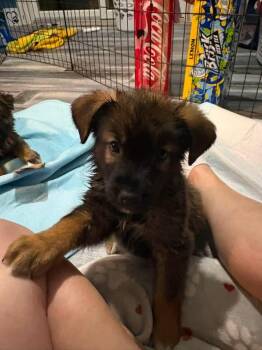 Parker -  German Shepherd Dog and Norwegian Elkhound Dog for Adoption in Berlin, New Jersey - Parker | PetCurious