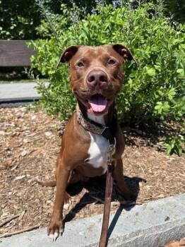 HERSHEY (Courtsey Post) -  Pit Bull Terrier and Chocolate Labrador Retriever Dog Available for Adoption in Alpharetta, Georgia - HERSHEY (Courtsey Post) | PetCurious