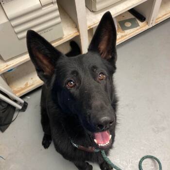 Rescue German Shepherd Dog Dogs for Adoption in Duncan, Oklahoma - Ozzy | PetCurious