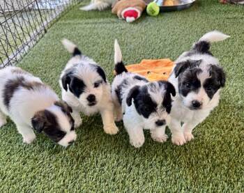 Duke -  Terrier and Mixed Breed Dog for Adoption in Los Angeles, California - Duke | PetCurious