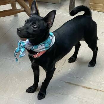 Mixed Breed Dogs Available for Adoption in St. Helena, California - Licorice | PetCurious