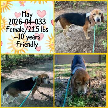 2026-04-033 *May* -  Beagle Dog for Adoption in Winder, Georgia - 2026-04-033 *May* | PetCurious