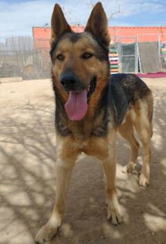 German Shepherd Dog Dogs Available for Adoption - JR | PetCurious
