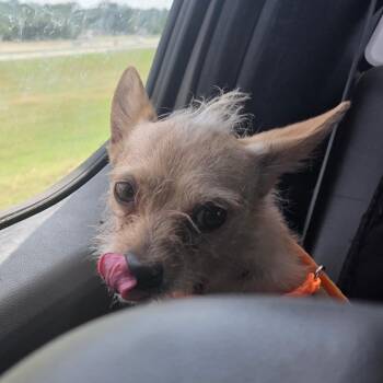 Moss -  Chihuahua and Mixed Breed Dog for Adoption in Sand Springs, Oklahoma - Moss | PetCurious