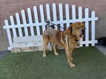 Golden Retriever and Mixed Breed Dogs Available for Adoption in Modesto, California - COURAGE | PetCurious