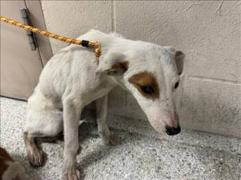 Pit Bull Terrier and Mixed Breed Dogs Available for Adoption - A425179 | PetCurious