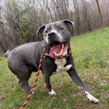 Icarus -  Pit Bull Terrier and Mixed Breed Dog for Adoption in York, Pennsylvania - Icarus | PetCurious