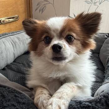 Pompom -  Pomeranian Dog for Adoption in Overland Park, Kansas - Pompom | PetCurious